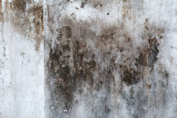 Best Black Mold Removal  in Orange Cove, CA