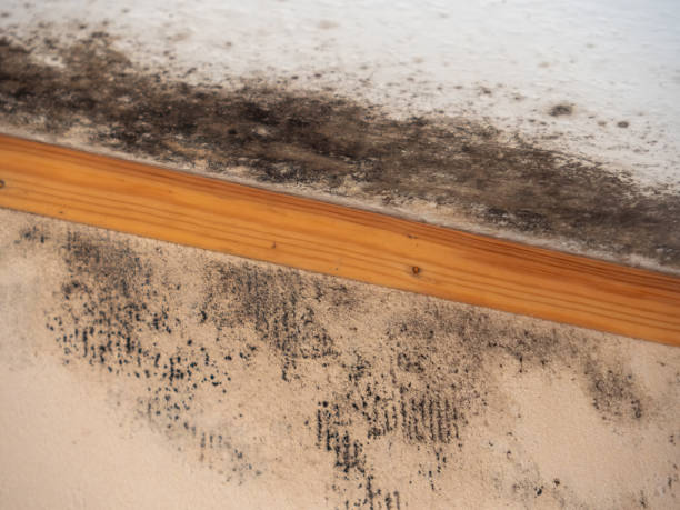 Best Commercial Mold Inspection  in Orange Cove, CA