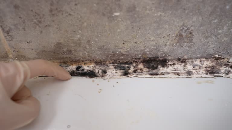 Best Crawl Space Mold Remediation  in Orange Cove, CA
